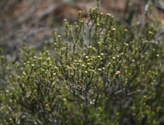 Phylica rogersii