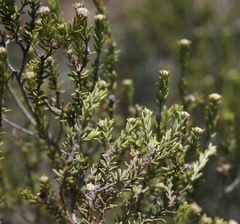 Phylica rogersii