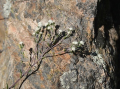 Phylica rogersii