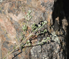 Phylica rogersii