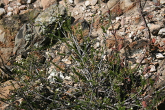 Phylica rogersii