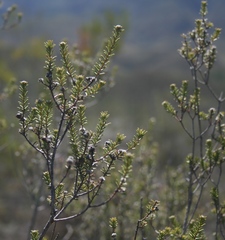 Phylica rogersii