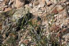 Phylica rogersii