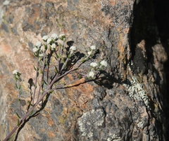 Phylica rogersii