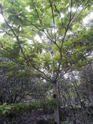 Terminalia bentzoe, photograph 6