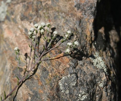 Phylica rogersii