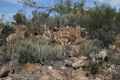 Phylica rogersii