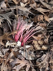 Lycoris radiata