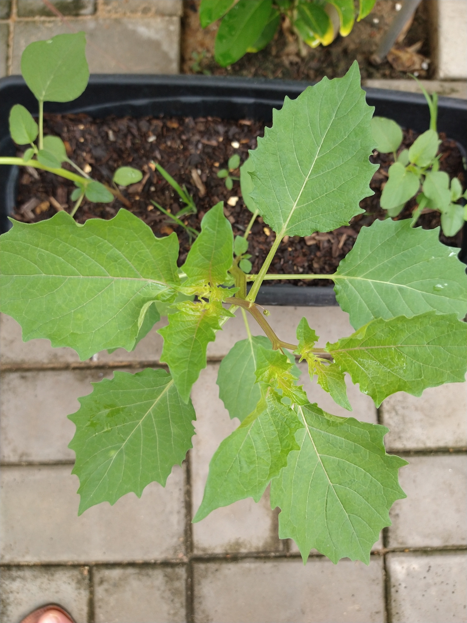 Physalis angulata