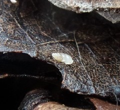 Carychium tridentatum image