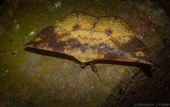Anthela directa