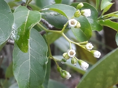 Bourreria petiolaris