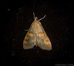 Rehimena surusalis