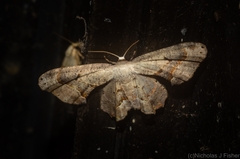 Phazaca leucocephala