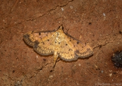 Herpetogramma cynaralis