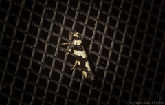 Macrobathra trithyra