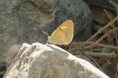Colotis amata