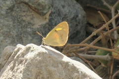 Colotis amata