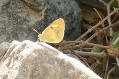 Colotis amata