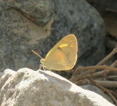 Colotis amata