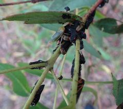 Eurymelessa moruyana