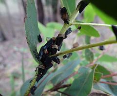 Eurymelessa moruyana