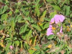 Cistus creticus creticus