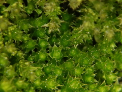 Bryum