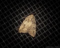 Tolpia conscitulana