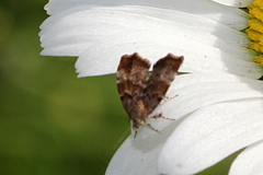 Choreutis pariana