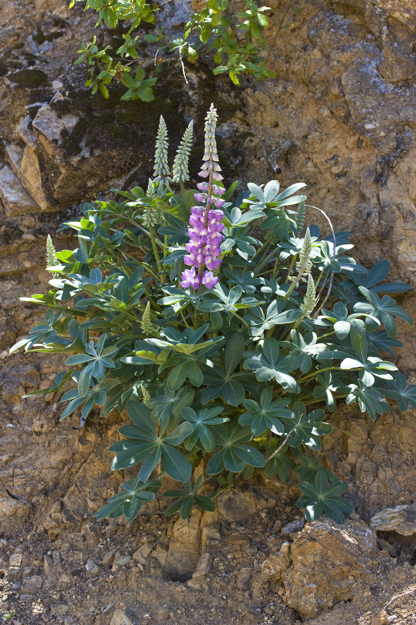 Santa Lucia Lupine (Lupinus cervinus) · iNaturalist