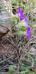 Campanula hierosolymitana