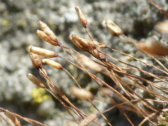 Tortula muralis