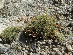 Tortula muralis