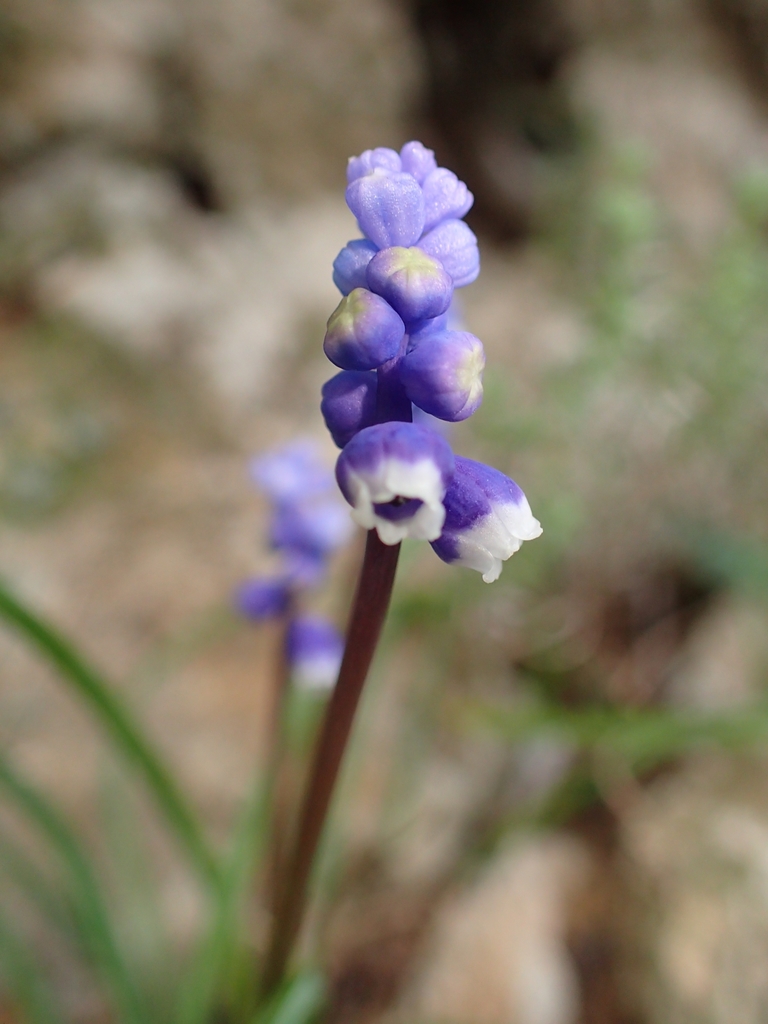 Muscari botryoides, Περιφέρεια Πελοποννήσου, Ελλάδα