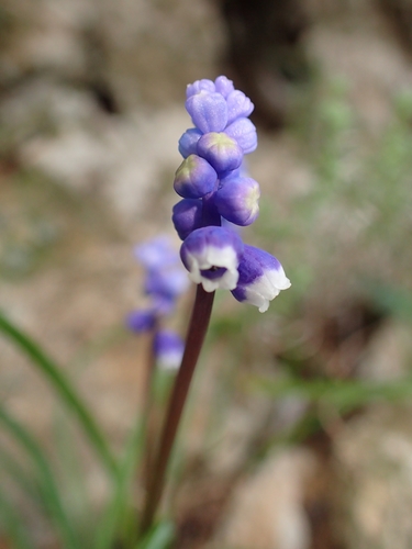 Muscari botryoides