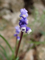 Muscari botryoides