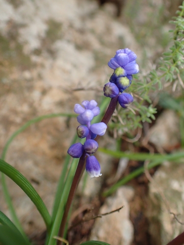 Muscari botryoides