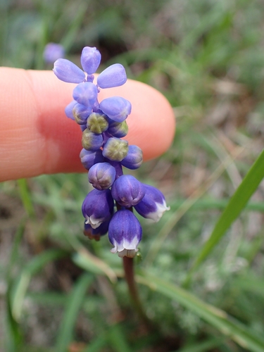 Muscari botryoides