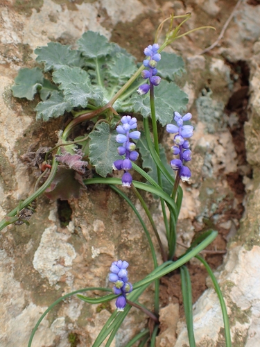 Muscari botryoides