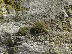 Tortula muralis