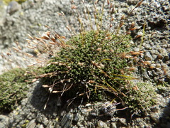Tortula muralis