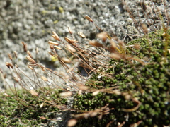 Tortula muralis