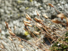 Tortula muralis