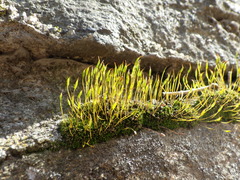 Tortula muralis