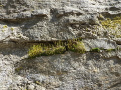 Tortula muralis