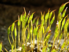 Tortula muralis