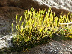 Tortula muralis
