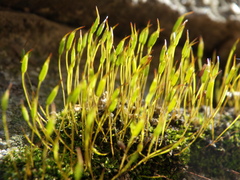 Tortula muralis