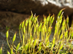 Tortula muralis